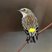 Yellow-rumped Warbler